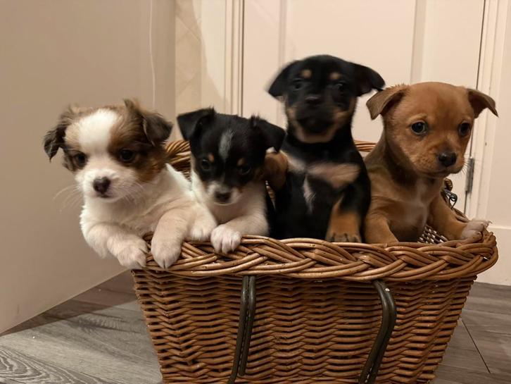 4 pups, Dieren en Toebehoren, Honden | Chihuahua's en Gezelschapshonden, Meerdere dieren, Chihuahua, Particulier, Meerdere, Nederland