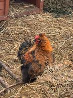 Krulveer Cochin en cochin/zijdehoen Hanen gratis, Mannelijk, Kip