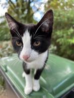 Boederij poezen, Dieren en Toebehoren, Katten en Kittens | Overige Katten, Meerdere dieren, Kortharig, 0 tot 2 jaar