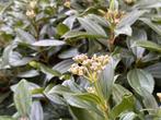 Skimmia (Skimmia japonica), Tuin en Terras, Planten | Tuinplanten, Ophalen, Vaste plant, Overige soorten, Halfschaduw