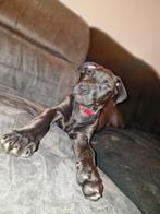 Prachtige pup te koop - Dobermann x Bully XL, Dieren en Toebehoren, Overige rassen, 8 tot 15 weken, Meerdere, Meerdere dieren