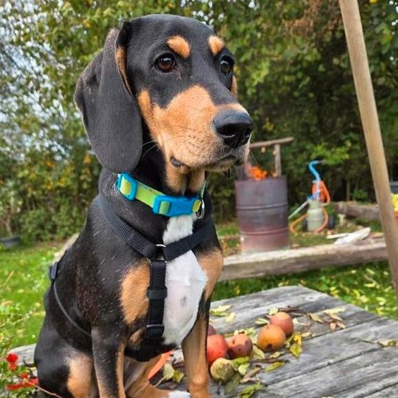 Pup 5 mnd , teefje, Dieren en Toebehoren, Honden | Niet-rashonden, Teef, Particulier, Eén hond, Buitenland, 15 weken tot 1 jaar