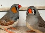 Split charcoal zebravinken, Dieren en Toebehoren, Vogels | Overige Vogels, Meerdere dieren