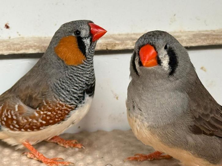 Split charcoal zebravinken, Dieren en Toebehoren, Vogels | Overige Vogels, Meerdere dieren
