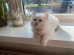 Ragdoll kitten met stamboom, geteste ouders, mogen verhuizen, Dieren en Toebehoren, Katten en Kittens | Raskatten | Langhaar, Meerdere dieren