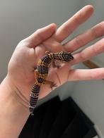 0.1 blacknight madrine cross ph TA, Dieren en Toebehoren, Hagedis, 0 tot 2 jaar