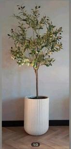 Prachtige grote kunst olijfboom, Huis en Inrichting, Ophalen of Verzenden, Nieuw