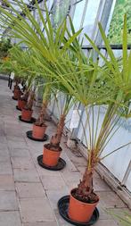 Trachycarpus fortunei palmboom winterhard., 100 tot 250 cm, Zomer, Palmboom, Ophalen