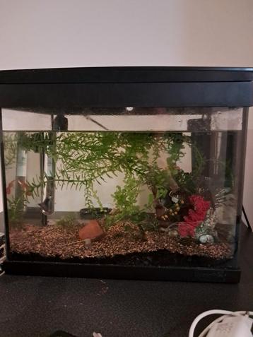 Aquarium te koop beschikbaar voor biedingen