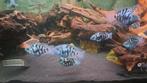 Zebra cichliden., Vis, Zoetwatervis