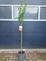 Punica Granatum - Granaatappelboom H: 172 cm., Ophalen, Overige soorten, Volle zon, 100 tot 250 cm