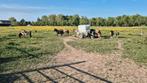 Gevraagt grasland, Dieren en Toebehoren, Stalling en Weidegang, Weidegang, 4 paarden of pony's of meer
