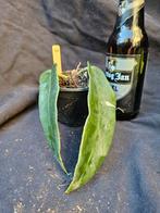 Hoya archboldiana pink flower nr 3, Overige soorten, In pot, Minder dan 100 cm, Bloeiende kamerplant