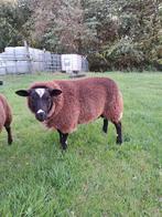 Luxe bonte rammen lammeren ramlammeren dekrammen dek, Mannelijk, Schaap, 0 tot 2 jaar