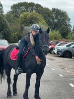Fell pony ruin met top karakter!!, Dieren en Toebehoren, Pony's, E pony (1.48m - 1.57m), B, Gechipt, Ruin