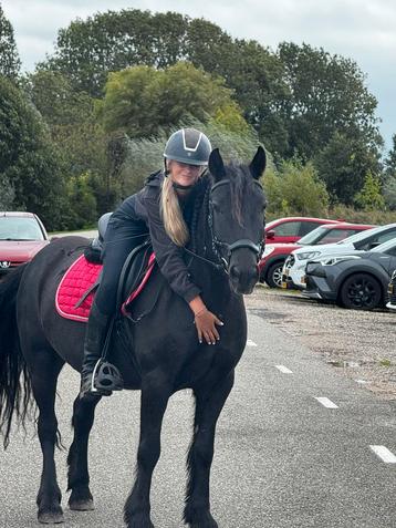 Fell pony ruin met top karakter!! beschikbaar voor biedingen