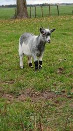 Prachtig geitje te koop