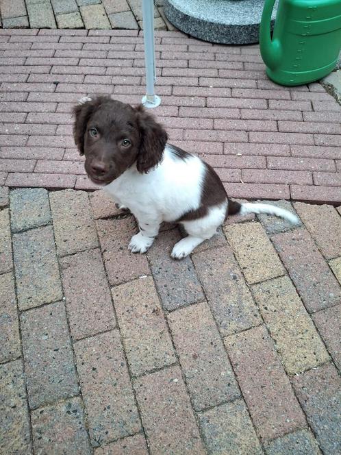 Stabij / wetterhoun pups nog 1 reutje beschikbaar, Dieren en Toebehoren, Honden | Niet-rashonden, Middel, Reu, Particulier, Meerdere