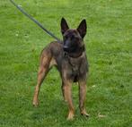 X Mechelse herder teef(je), Rabiës (hondsdolheid), 15 weken tot 1 jaar, Teef, Eén hond