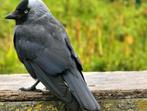 Gezocht kraai raaf roek of kauwtje, Dieren en Toebehoren, Tropenvogel