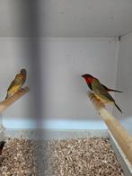 Koppel binzen, Meerdere dieren, Tropenvogel
