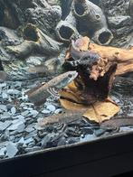 NIEUW : Channa Pulchra, Dieren en Toebehoren, Vis