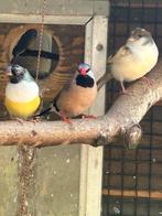 Gevraagd Tropen vogels, Dieren en Toebehoren, Vogels | Overige Vogels, Meerdere dieren, Tropenvogel