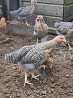 Bielefelder Hanen te koop, Dieren en Toebehoren, Pluimvee, Mannelijk, Kip