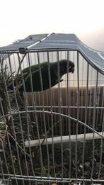 Vogel pyrrhura vermist Alkmaar. Graag bericht sturen AUB, Dieren en Toebehoren, Vogels | Parkieten en Papegaaien