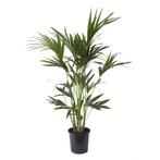 Kentia Palm, Huis en Inrichting, Kamerplanten, 100 tot 150 cm, Palm, Halfschaduw, Verzenden