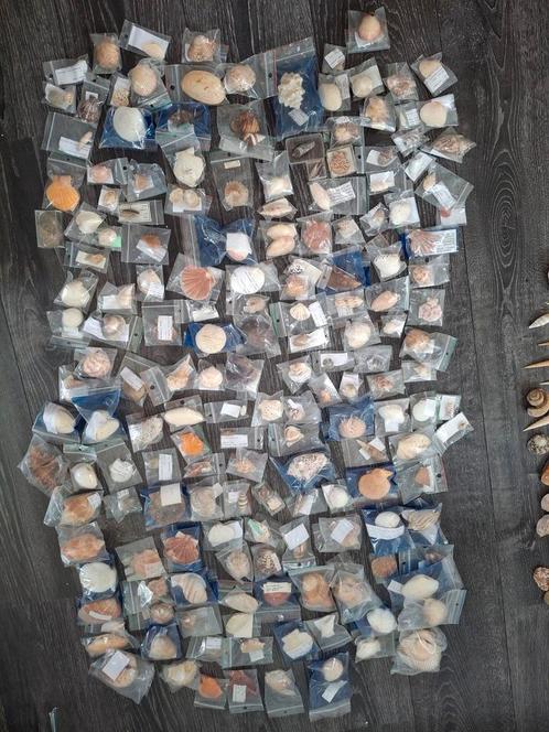 Grote verzameling schelpen met veelal verpakt enomschrijving, Verzamelen, Overige Verzamelen, Gebruikt, Ophalen of Verzenden