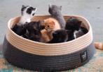 Kittens, Noorse boskat/maincoon  en ??, Dieren en Toebehoren, Katten en Kittens | Overige Katten, Poes