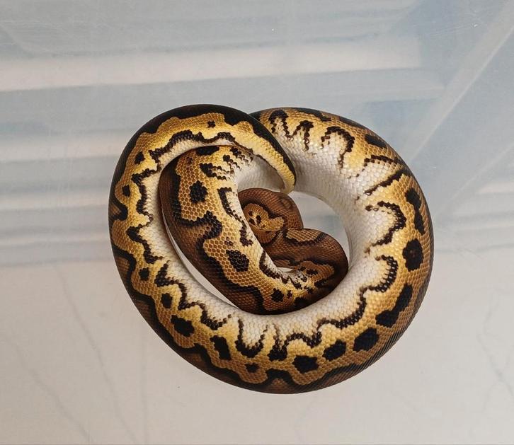 BlackHead Clown koningspython