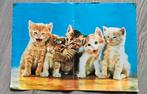 Vintage poster kittens uit Kat & Hond magazine, Gebruikt, Rechthoekig Liggend, Ophalen of Verzenden, A1 t/m A3