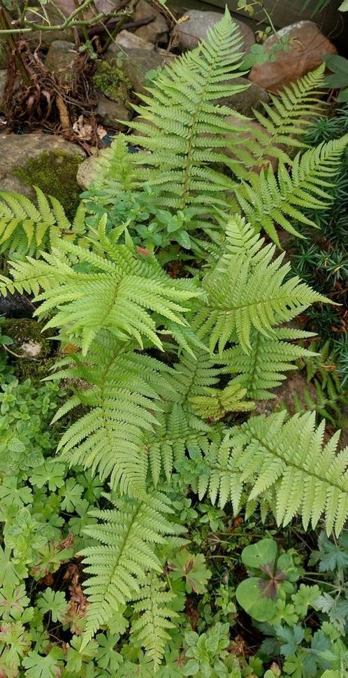 Varen, glidkruid, citroenmelisse, oregano, klimop, hertshooi, Tuin en Terras, Planten | Tuinplanten, Vaste plant, Klimplanten