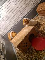 2 cavia beertjes met dubbel ferplast kooi, Dieren en Toebehoren, Knaagdieren, Juli, Mannelijk, Cavia