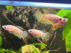 Betta vissen vrouw geel, blauw, Dieren en Toebehoren, Vis, Zoetwatervis