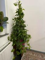 Plant met vaas, Ophalen of Verzenden, Zo goed als nieuw