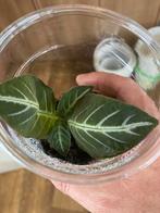 Terrariumplant Ruellia portellae, Ophalen of Verzenden, Overige soorten, Minder dan 100 cm