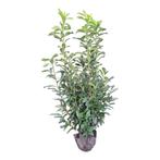 Prunus laur genolia smalle laurier, Ophalen of Verzenden, Overige soorten, Halfschaduw