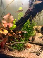 Botia sidthimunki, Dieren en Toebehoren, Vissen | Aquariumvissen, Vis, Zoetwatervis