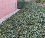 Hedera helix, klimop (bodembedekker/klimmer) GRATIS, Ophalen, Vaste plant, Overige soorten, Halfschaduw