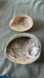 Abalone schelp, Verzamelen, Ophalen of Verzenden, Zo goed als nieuw, Hond of Kat