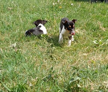 Boerenfox pups / puppies / pup beschikbaar voor biedingen