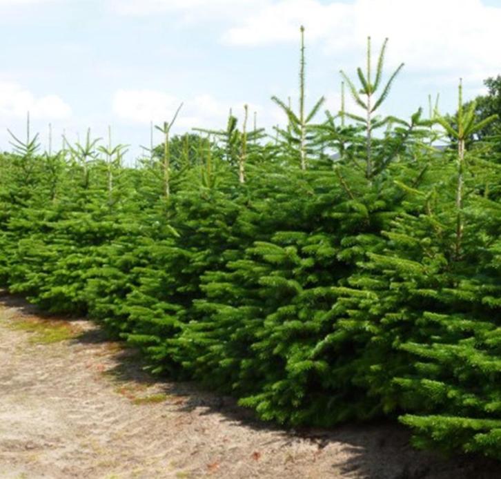 Nordmann kerstbomen Gezaagd 150 cm - 3.75 mtr., Tuin en Terras, Planten | Bomen, Overige soorten, 100 tot 250 cm, Volle zon, Zomer