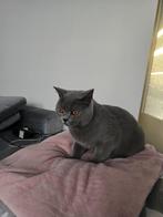 Britse korthaar TE KOOP!, Dieren en Toebehoren, Katten en Kittens | Raskatten | Korthaar, Poes, Gechipt