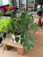 Mooie Monstera gatenplant zonder pot, Ophalen, Overige soorten, Minder dan 100 cm