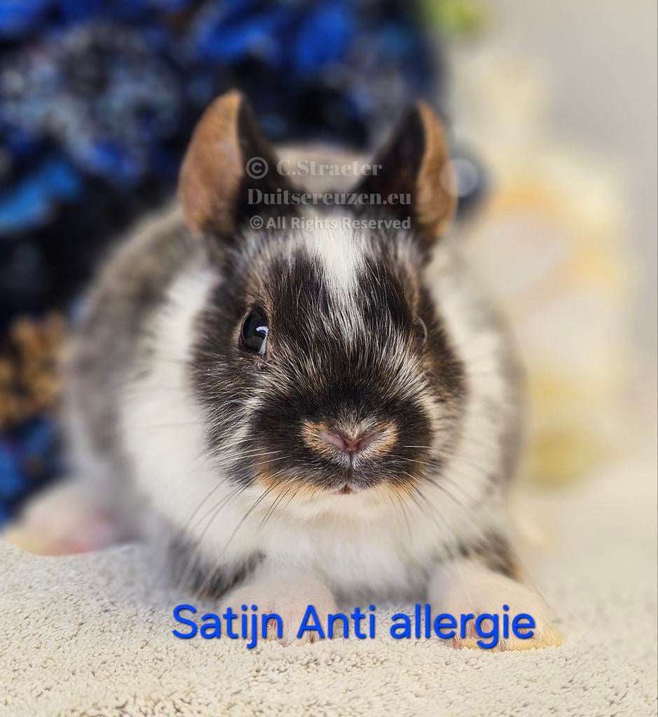 De ENIGE ECHTE mini loffelohr konijntjes, Dieren en Toebehoren, Konijnen, Meerdere dieren, Dwerg