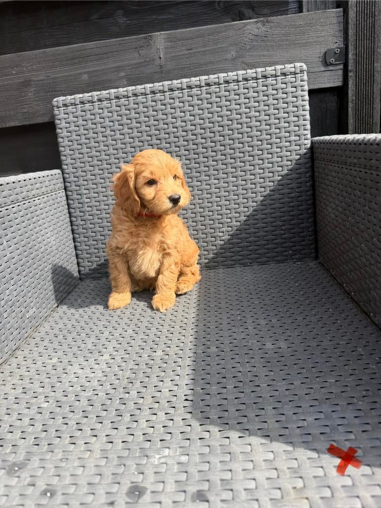 Lieve cavapoo pups mogen verhuizen abricote rood, Parvo, Overige rassen, 8 tot 15 weken, Meerdere