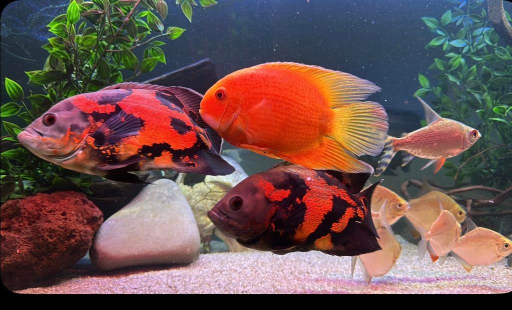 Heros severum’s oa spotted red, Vis